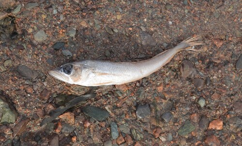 Silver hake (Merluccius bilinearis) — Merlucciidae