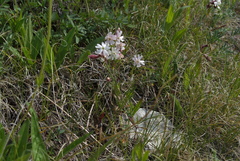 Silene repens
