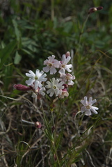 Silene repens
