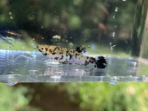 Eastern Mosquitofish