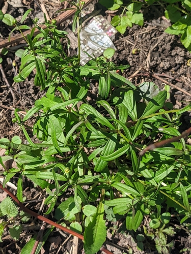 Ranunculus fallax