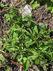 Ranunculus fallax