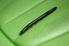 Pachyiulus oenologus