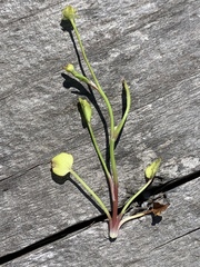 Ranunculus bonariensis trisepalus