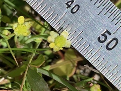 Ranunculus bonariensis trisepalus