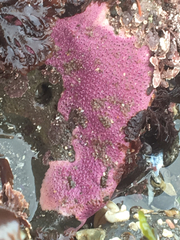 Stylantheca papillosa