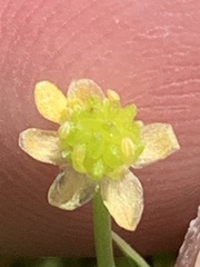 Ranunculus bonariensis trisepalus