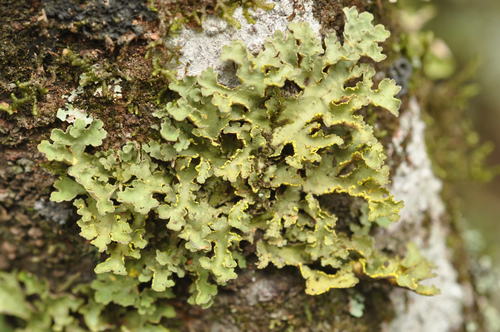 Gold Specklebelly Lichen