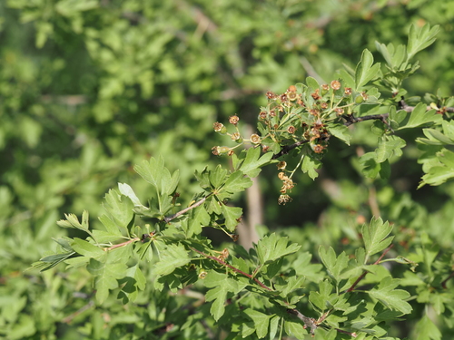 Crataegus azarolus