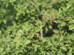 Crataegus azarolus