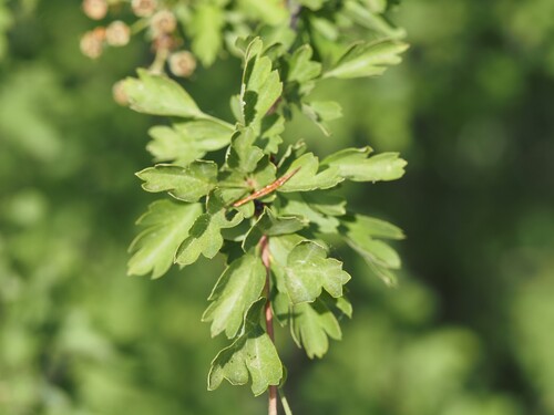 Crataegus azarolus, photograph 1