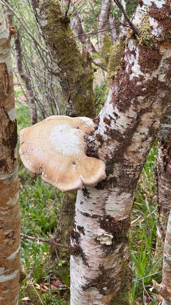 Fomitopsis betulina · May 2026 · photo: © rosy_t (iNaturalist, cc-by)