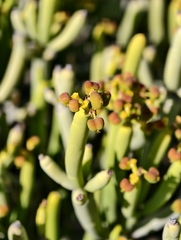 Euphorbia aphylla