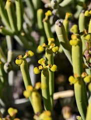 Euphorbia aphylla, photograph (c) Ben Jobson, some rights reserved (CC BY)