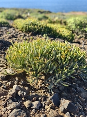 Euphorbia aphylla, photograph (c) Ben Jobson, some rights reserved (CC BY)