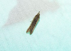 Dichomeris ligulella