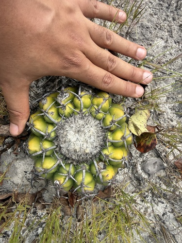 Discocactus placentiformis