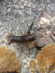 Cambarus bartonii cavatus