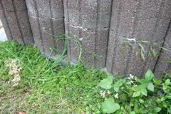 Bromus commutatus