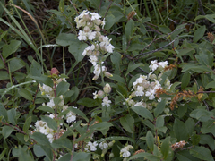 Silene repens