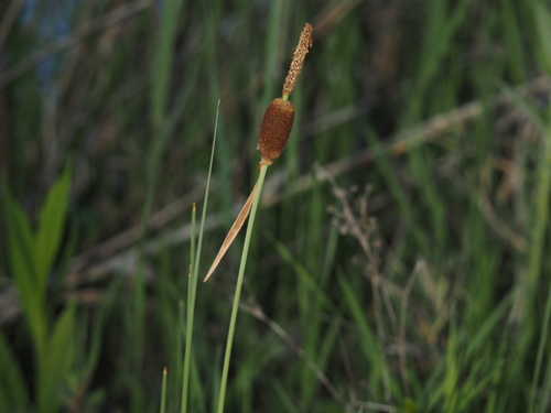 Typha minima, photograph 3