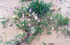 Silene repens