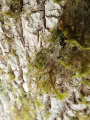 Neckera pennata image