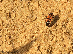 Spilostethus longulus