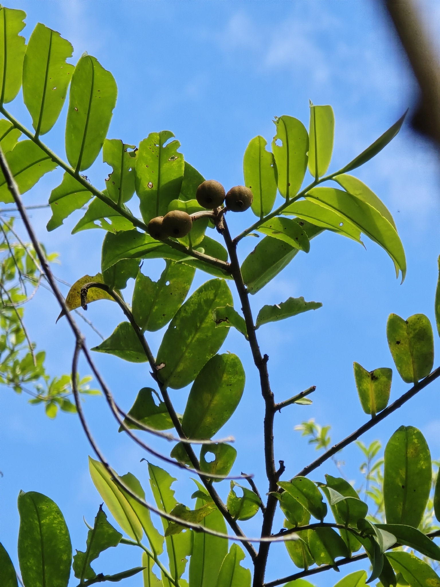 Marcgravia coriacea