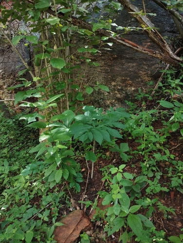 Taccarum ulei