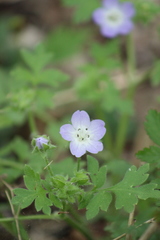 Nemophila phacelioides