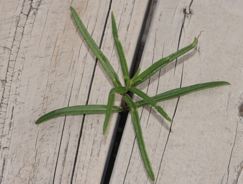 Swamp sunflower