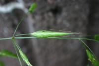 Bromus commutatus
