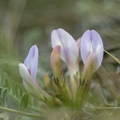 Astragalus testiculatus