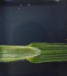 Bromus commutatus