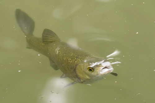 Squalius squalus