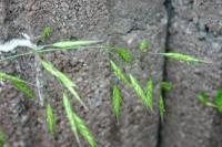 Bromus commutatus
