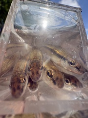 Bigeye Chub photo 5