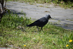 Corvus monedula