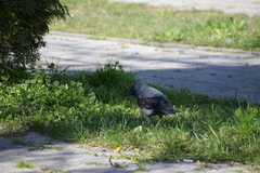 Corvus monedula