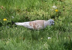 Columba livia domestica