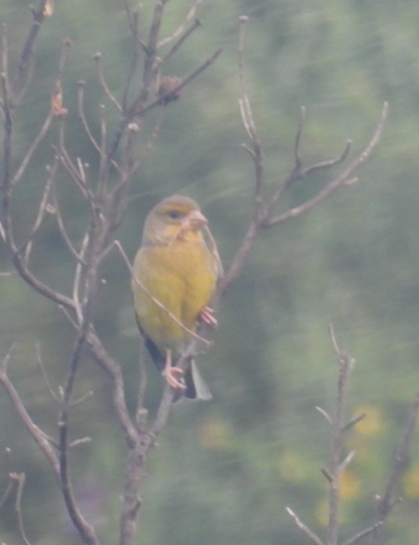 Avistamiento Chloris chloris