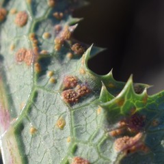 Miyagia pseudosphaeria