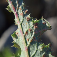 Miyagia pseudosphaeria