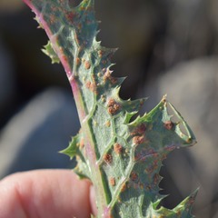 Miyagia pseudosphaeria