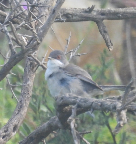 Avistamiento Curruca cabecinegra