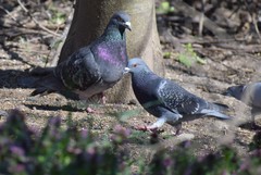Columba livia domestica