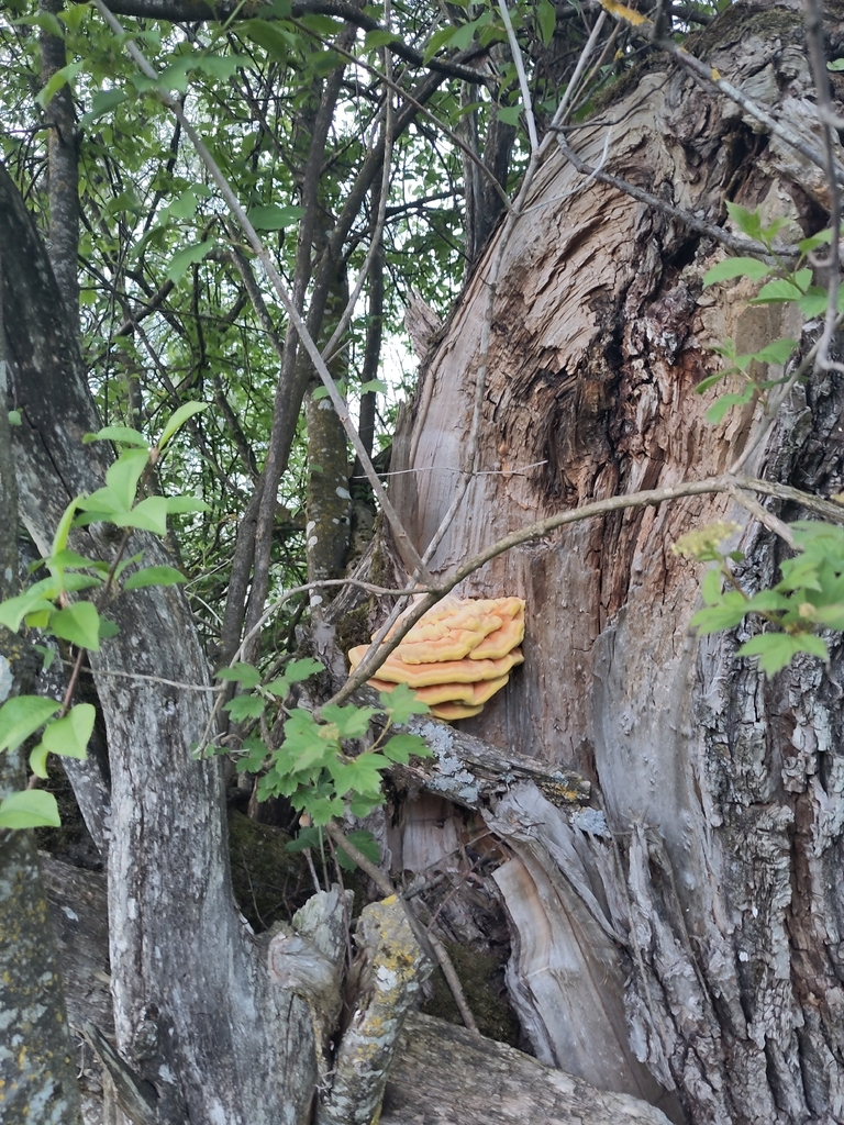 Laetiporus sulphureus · May 2026 · photo: © ellmai (iNaturalist, cc-by)