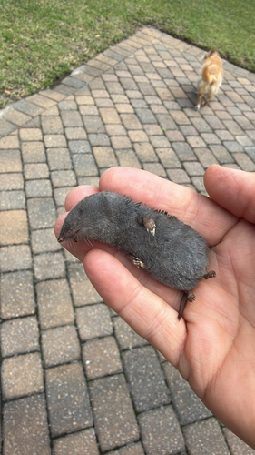 Southern Short-tailed Shrew observed by carrieokuno