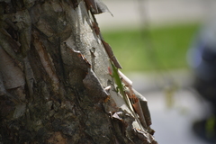 Anolis carolinensis